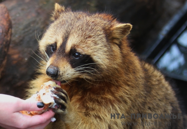 Животных в нижегородском зоопарке "Лимпопо" накормили блинами в честь Масленицы