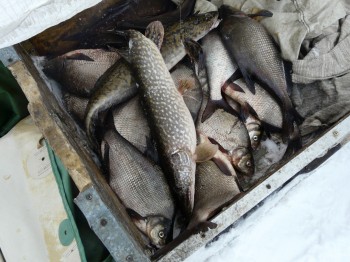 Рыбалка в Нижегородской области ограничена с 1 апреля
