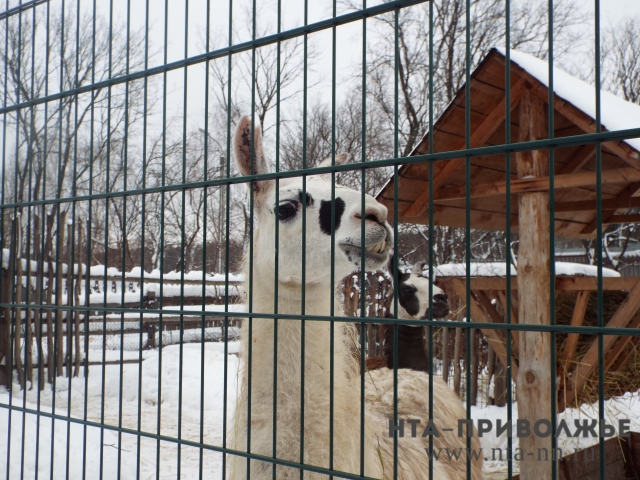 Студенты могут посетить нижегородский зоопарк "Лимпопо" по сниженной цене 25, 28 и 29 января