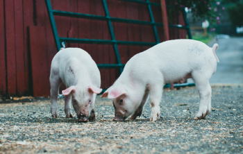 Поголовье свиней в Нижегородской области за год увеличилось на 60,2%