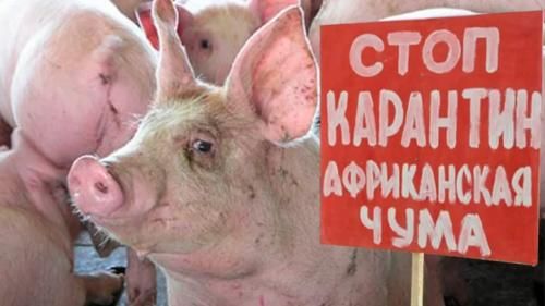 Более 80 животных погибли от африканской чумы свиней в селе Гремячка Самарской области