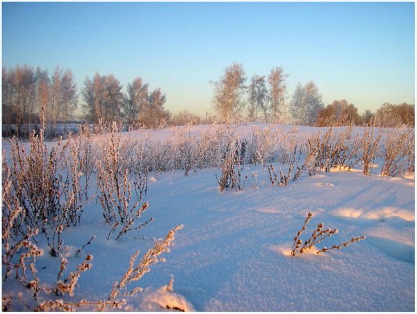 Россельхознадзор выявил более 560 га заброшенных земельных участков в Городецком районе Нижегородской области