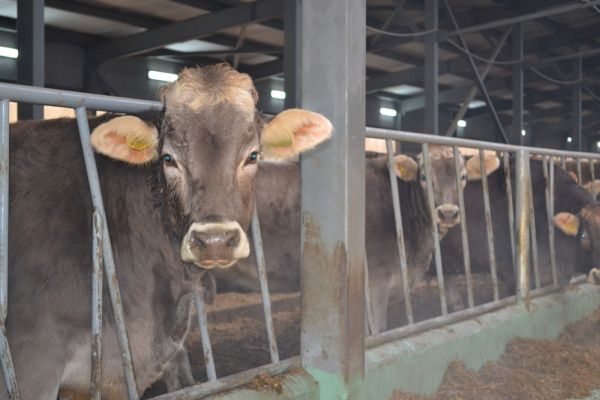 Производство мяса скота и птицы в Нижегородской области выросло