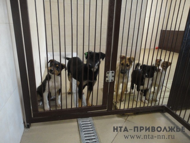 Свыше 200 отловленных перед ЧМ бродячих собак будут возвращены на улицы Нижнего Новгорода