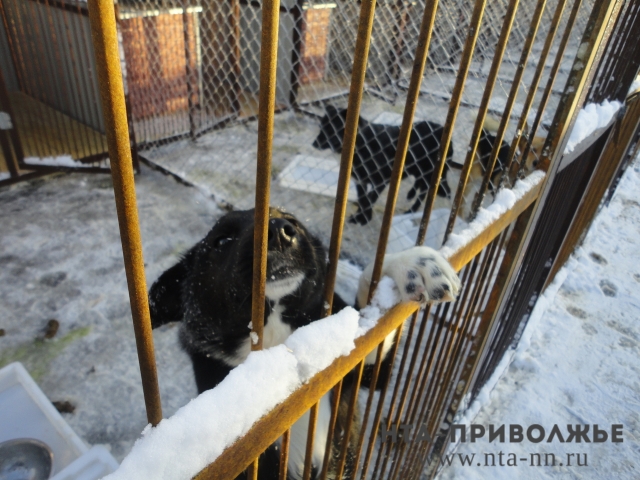 Более 260 случаев укусов дикими и безнадзорными животными зафиксировано в Нижегородской области за первые полтора месяца текущего года