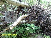 Упавшие во время урагана 30 мая 2018 года деревья на кладбище в Стригино до сих пор не убраны