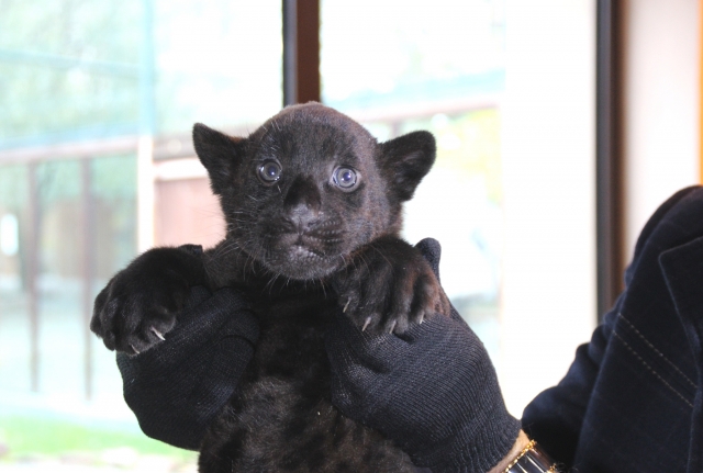 Родившийся в нижегородском зоопарке "Лимпопо" детеныш ягуара отправлен в Ижевск
