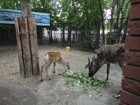 Детенышей голубых баранов и северных оленей представили журналистам в нижегородском зоопарке "Лимпопо"