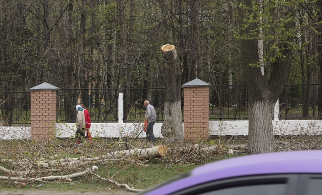 Администрация Нижнего Новгорода провела кронирование деревьев на улице Родионова вдоль больницы имени Семашко