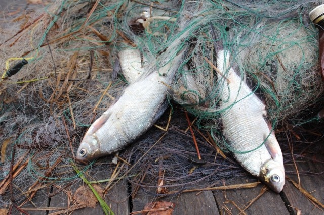 Свыше 70 уголовных дел возбуждено на территории Нижегородской области за незаконный вылов рыбы в нерестовый период