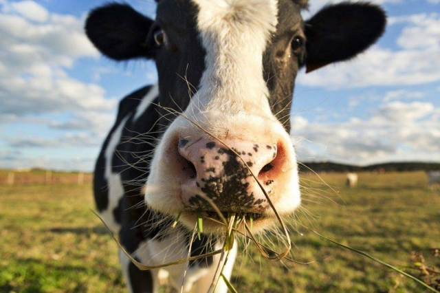 Случай заболевания бешенством коровы зарегистрирован в Нижегородской области