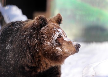 Бурые медведи в нижегородском зоопарке вышли из зимней спячки