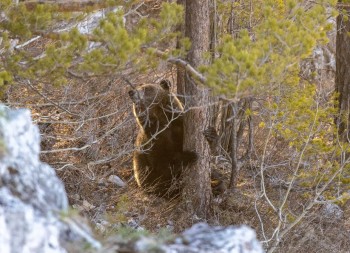 Медведица в нацпарке «Башкирия» вывела детёныша на прогулку после зимней спячки