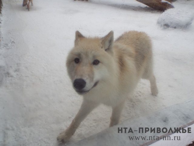 Диких животных пересчитают в Нижегородской области