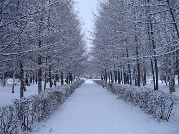 Первый устойчивый снежный покров появится в Нижегородской области к 17 ноября