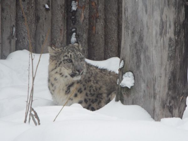 Конкурс по выбору имени для детеныша снежного барса из нижегородского зоопарка планируется провести через 2 месяца