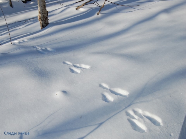 Численность зверей в Керженском заповеднике Нижегородской области посчитают по следам на снегу