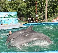 Открытие дельфинария в парке им. 1 Мая в Нижнем Новгороде