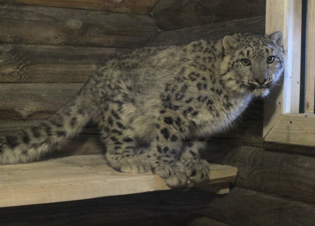 Снежный барс появился в нижегородском зоопарке "Лимпопо"