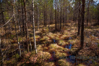 Пропавшего в лесу Нижегородской области мальчика нашли живым