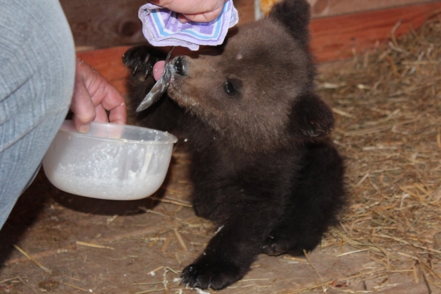 Спасенный в Нижегородской области трехмесячный медвежонок прибыл в национальный парк во Владимирской области