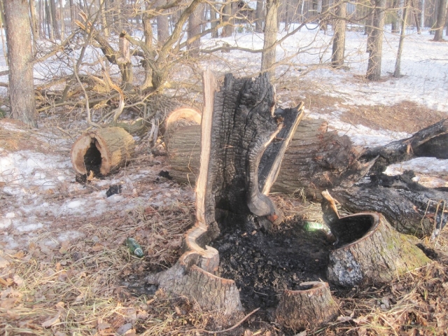 Неизвестные сожгли дуб, в котором гнездилась редкая птица, в Керженском заповеднике Нижегородской области  
