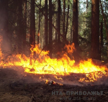 Сводный план тушения лесных пожаров на 2024 год утвержден в Нижегородской области