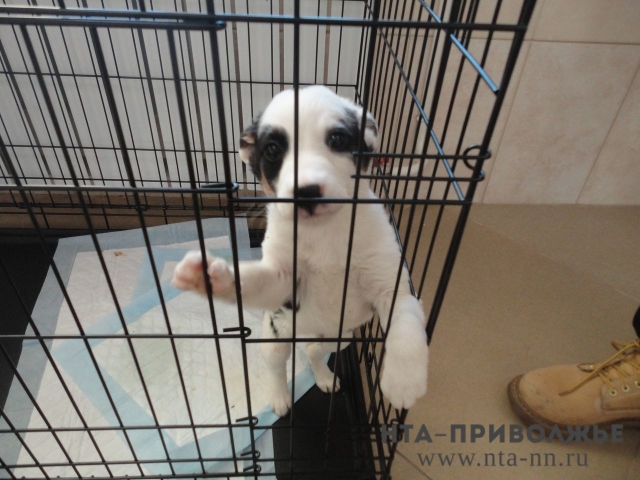 Председатель СКР поручил провести проверку по факту выделения средств на содержание собак в "концлагере" в Нижнем Новгороде