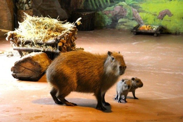 Малыши появились в семьях капибар и индийских дикобразов в нижегородском зоопарке "Лимпопо"