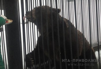 Бурый медведь в Казанском зоопарке вышел из спячки (ВИДЕО)