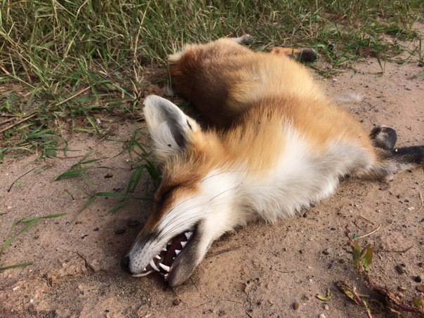 Заражённые бешенством мёртвые лисы обнаружены на кладбище в Сарове Нижегородской области