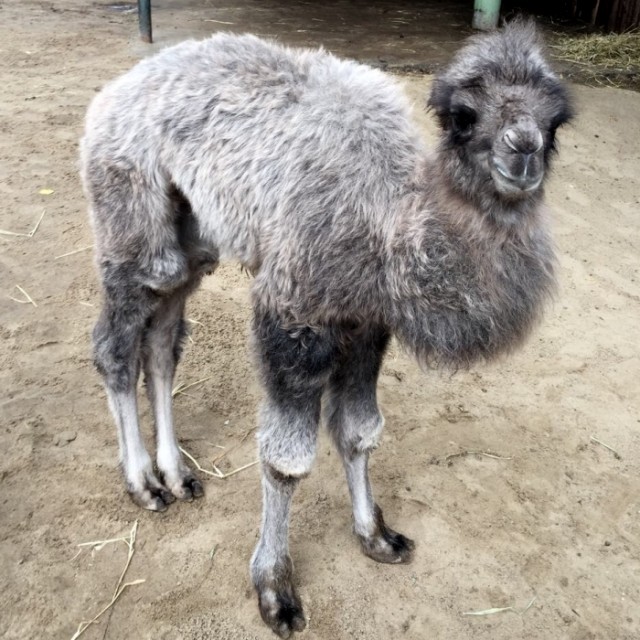 Верблюжонок родился в нижегородском зоопарке "Лимпопо"