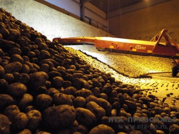 Пензенским производителям овощей и картофеля направят 11 млн рублей субсидий