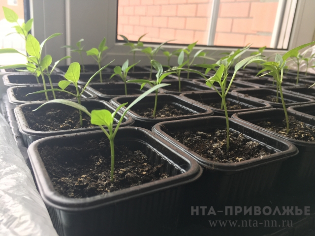 Почти 5 млрд. рублей будет затрачено на производство сельхозпродукции в Нижегородской области за 2017 год