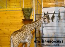 День рождения жирафы "Радуга" отметили в нижегородском зоопарке "Лимпопо"