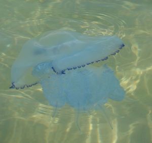 Медуза - фото 4