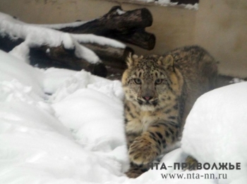 Детеныша снежного барса, доставленного в зоопарк "Лимпопо", представили нижегородцам
