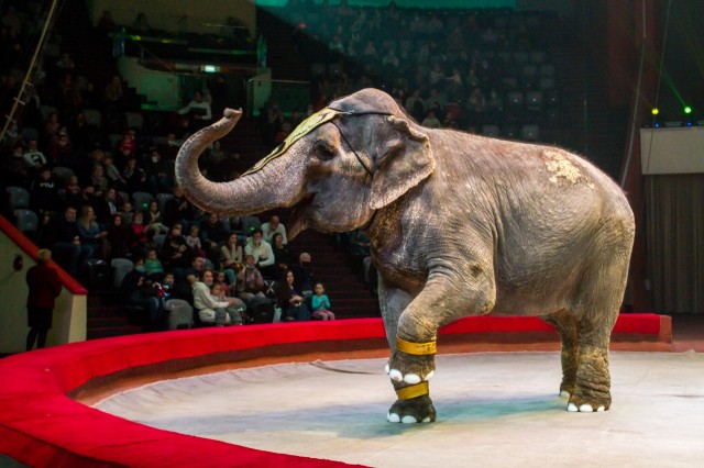 Доследственная проверка проводится в связи с дракой слонов на представлении в Казанском цирке