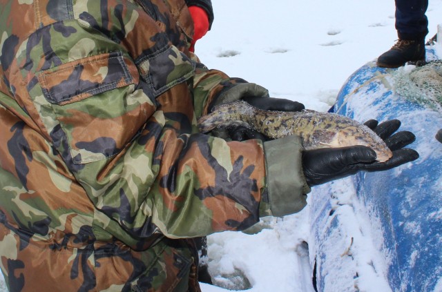 Запрет на ловлю налима в Нижегородской области вступает в силу с 20 декабря