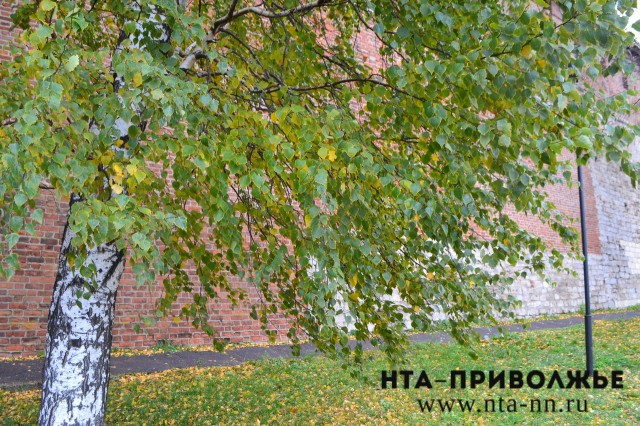 Сильный ветер до 18 м/с прогнозируется в Нижегородской области 11 октября