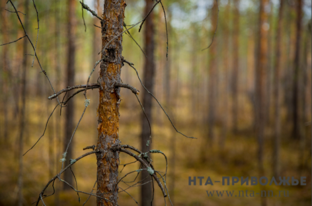Черные усачи обнаружены  в лесах трёх районов Нижегородской области