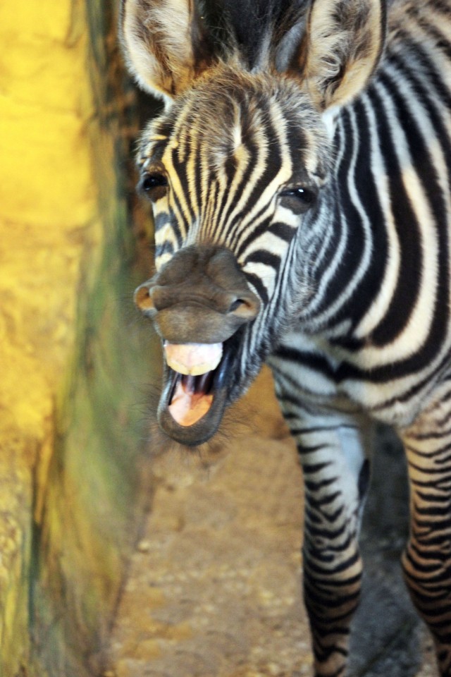 Юную зебру из нижегородского зоопарка "Лимпопо" назвали Зарой