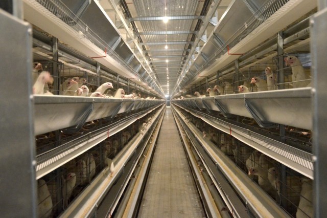 Почти 900 тысяч евро понадобилось на модернизацию цеха корпуса птицефабрики в Советске Кировской области