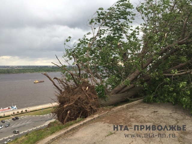 Сильный ветер до 19 м/с ожидается в Нижегородской области в ближайшие часы