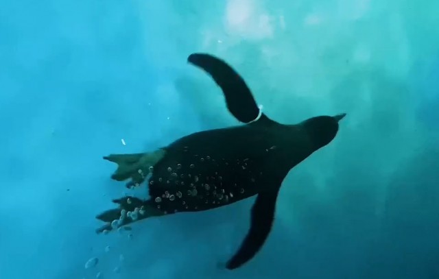Вымирающий вид пингвинов появился в Самарском океанариуме