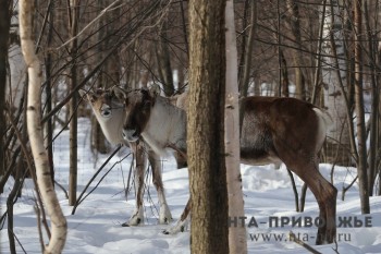 Погоню волков за оленями сняли в Керженском заповеднике (ВИДЕО)