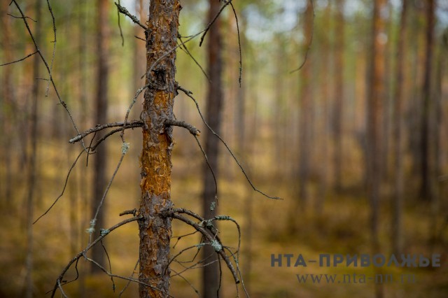 Около 100 "черных лесорубов" выявили в Нижегородской области в 2019 году