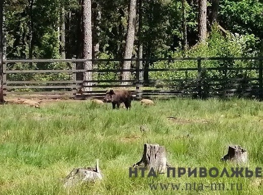 АЧС в подворьях Нижегородской области: выгул свиней и посещение лесов их хозяевами под запретом