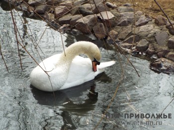 Лебедей-шипунов заметили на реке Пьяна Нижегородской области