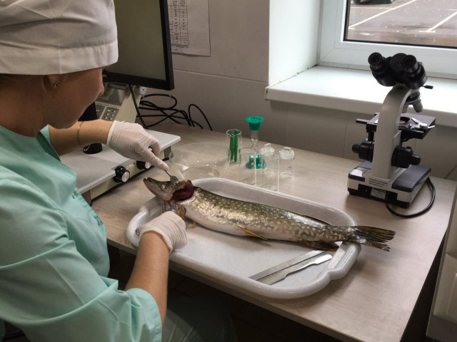 Более 18 тыс. экспертиз рыбы провели ветеринарные специалисты на нижегородских рынках